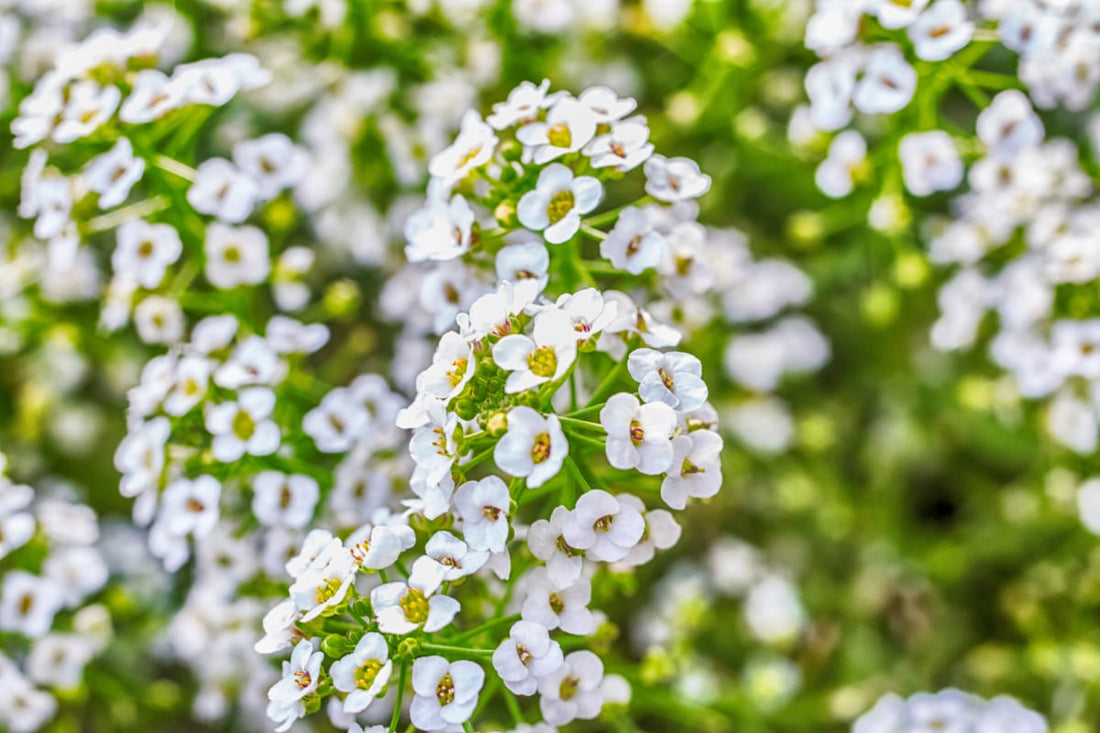 yarrow benefits for skin